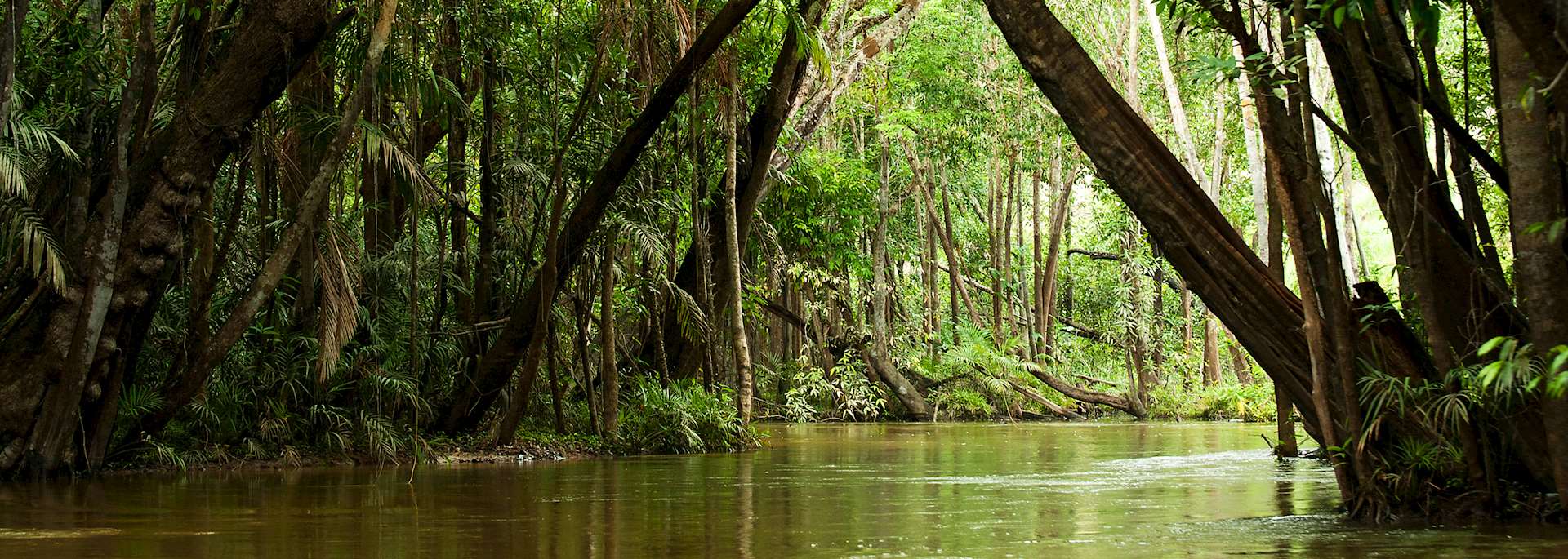 Amazon rainforest — supporting libraries that nurture growth